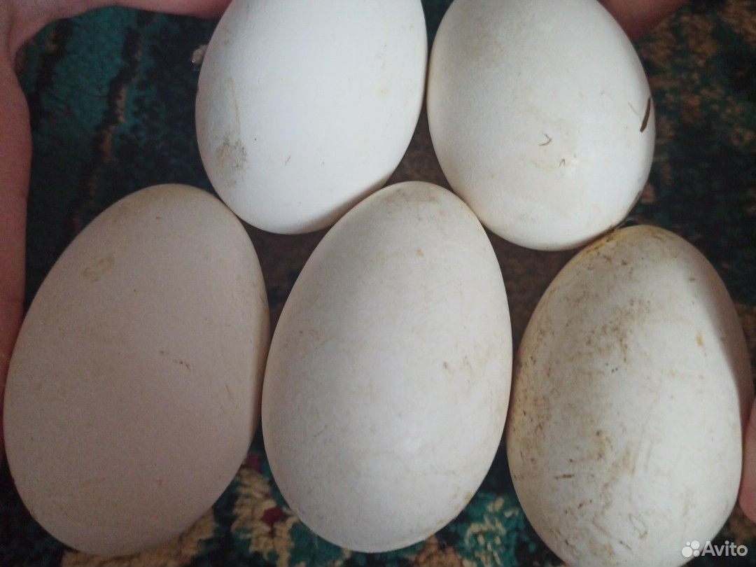 Инкубационное яйцо холмогорских гусей. Цвет гусиное яйцо в интерьере фото. Верхневолжский ФАНЦ заказать гусиное яйцо. Гуси Мамуты купить инкубационное яйцо. Купить гусиное яйцо на авито