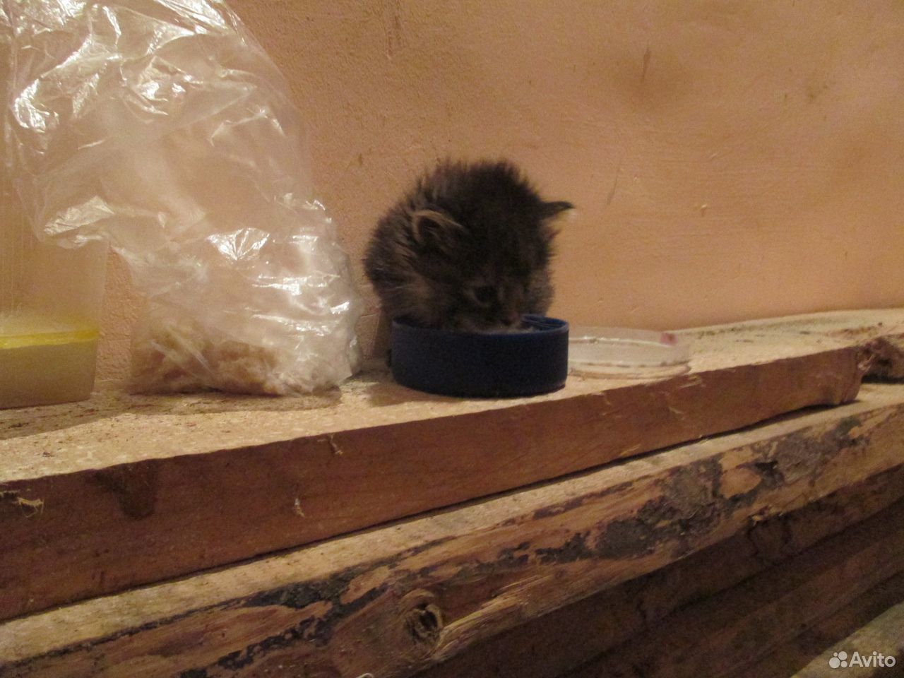 Котятки-малютки купить на Зозу.ру - фотография № 2