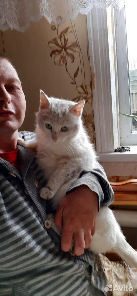 Кот белый Мурзик купить на Зозу.ру - фотография № 1