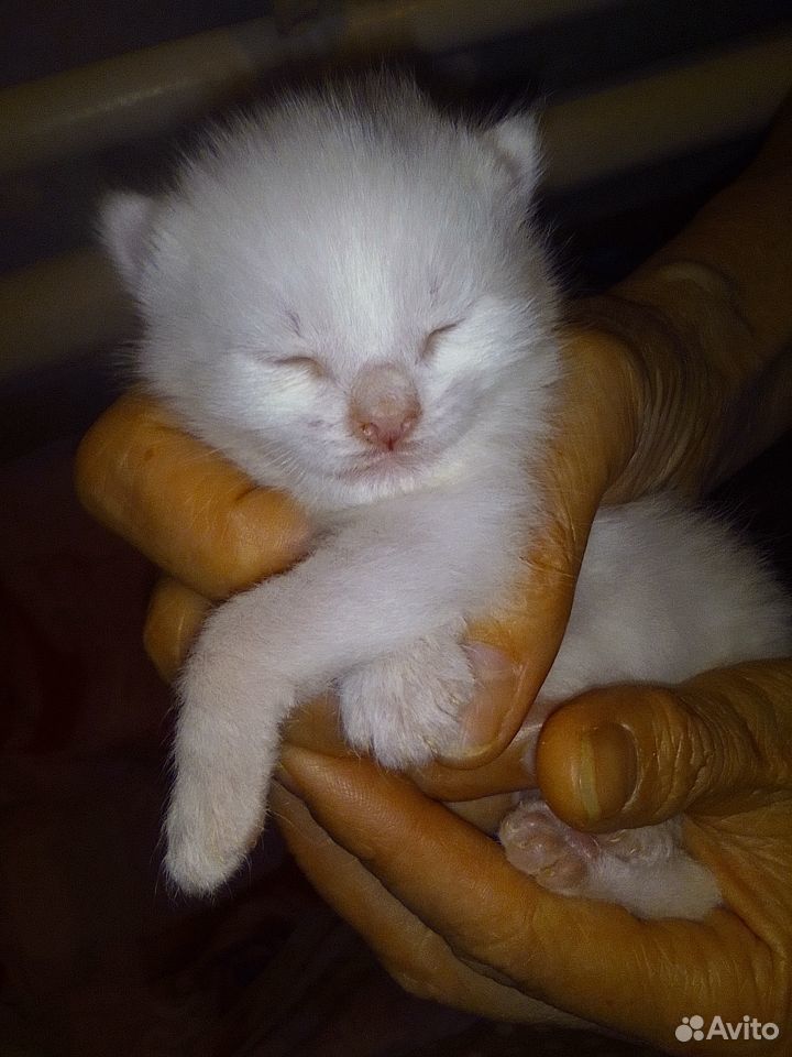 Котенок белый мальчик купить на Зозу.ру - фотография № 3
