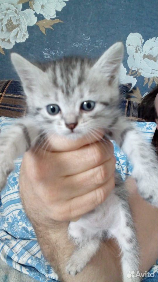 Котёнок в добррые руки купить на Зозу.ру - фотография № 2