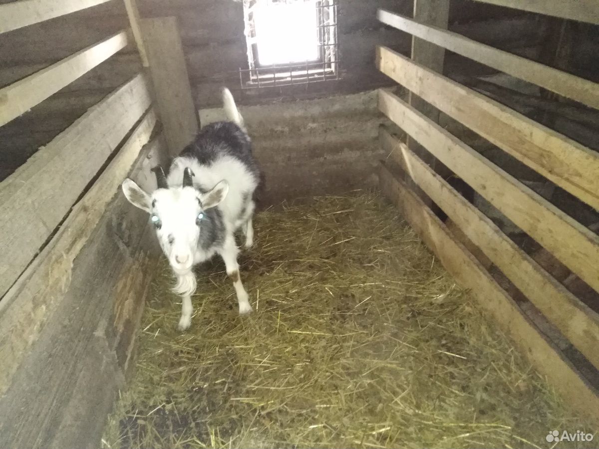 Продаются дойные козы и молодняк возраст 5 месяцев купить на Зозу.ру - фотография № 3