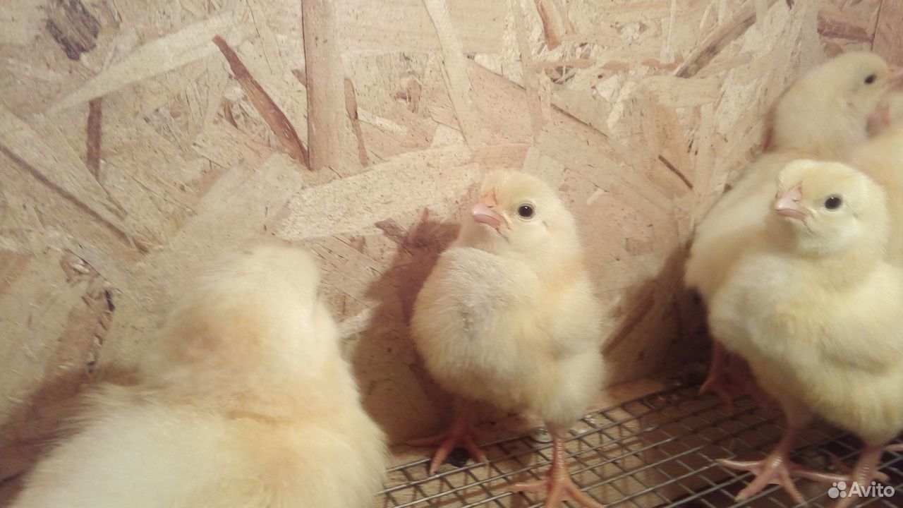 Продам цыплят купить на Зозу.ру - фотография № 4