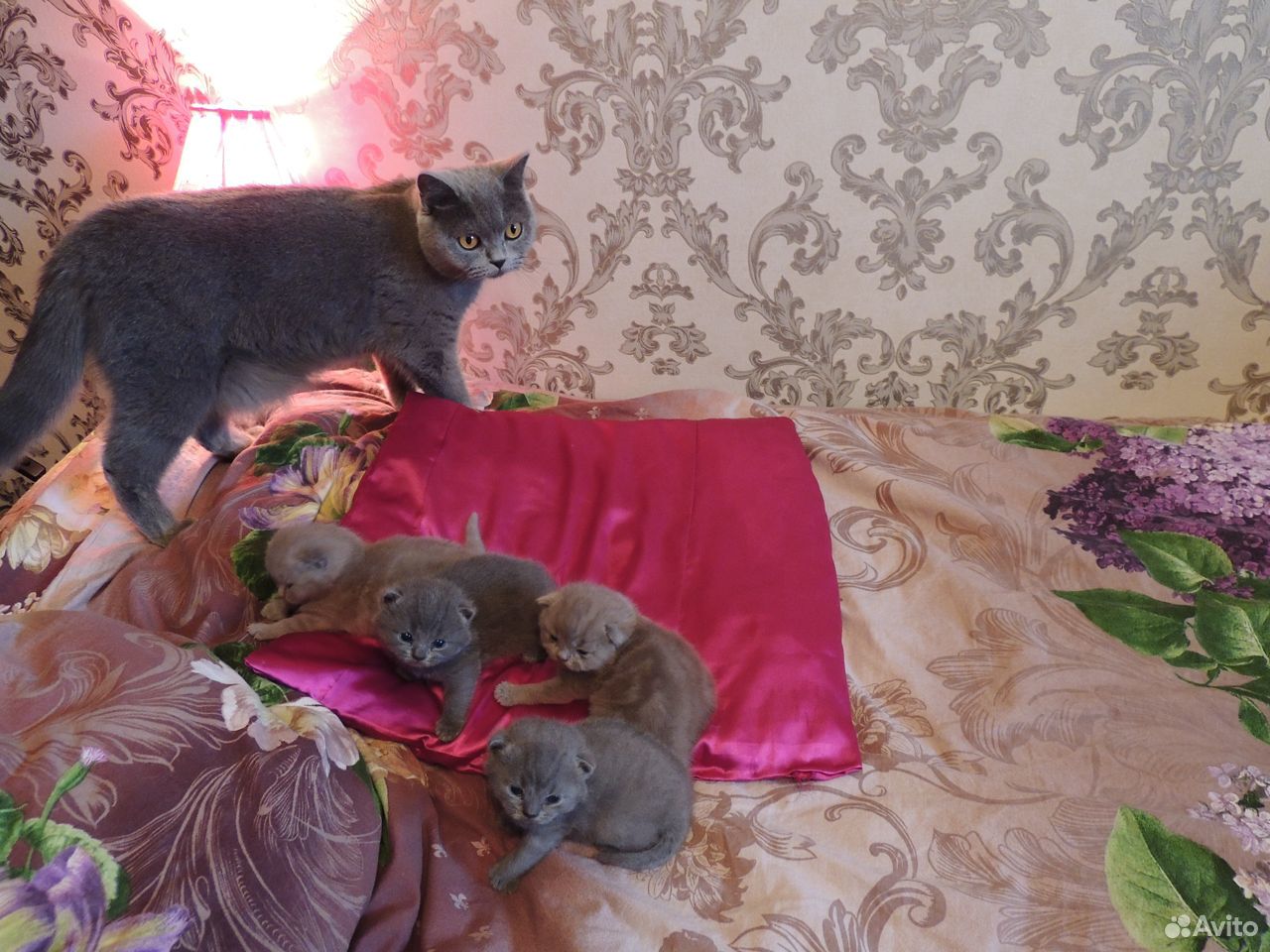 Шотландские, клубные котятки-ребятки купить на Зозу.ру - фотография № 2