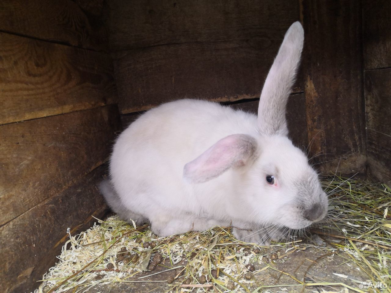кролики мясных пород купить. кролики мясных пород. крольчата мясных пород. кролики мясных пород авито. кролики мясных пород купить.