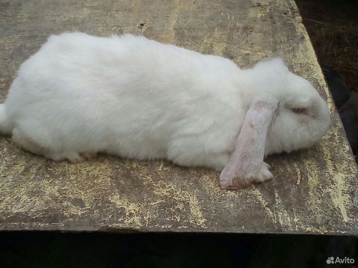 Кролик породы Франзузский баран (самка возраст 11 купить на Зозу.ру - фотография № 1