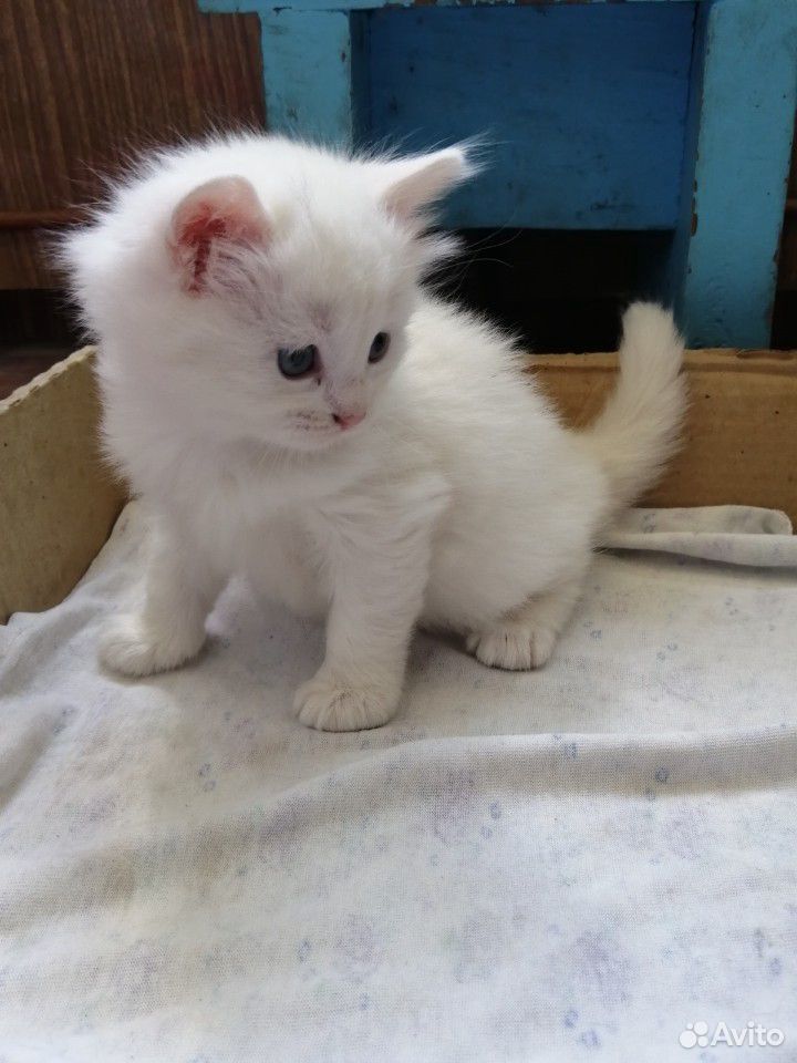 Котенок белого цвета купить на Зозу.ру - фотография № 4