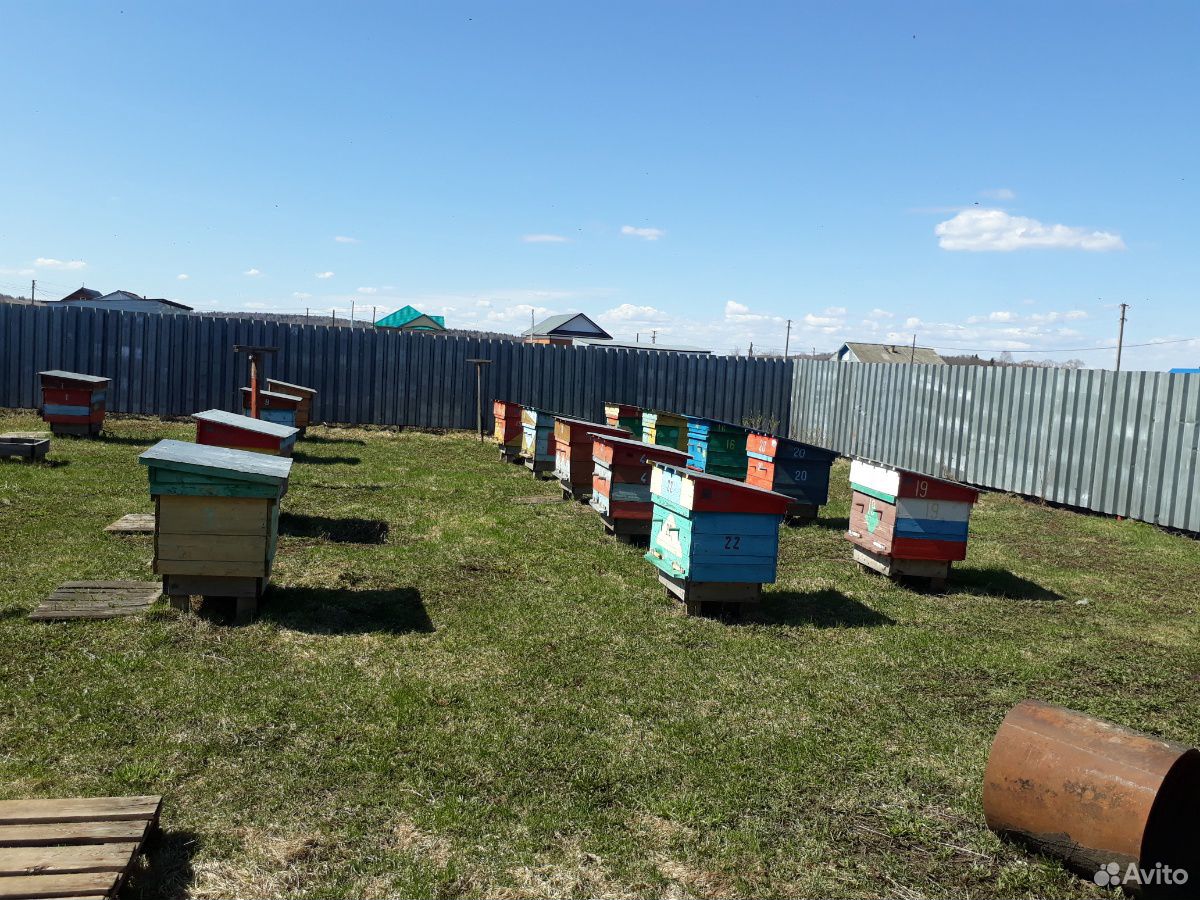 Пчелы, ульи купить на Зозу.ру - фотография № 1