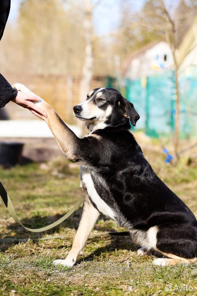 Статная, роскошная и великолепная собака ищет дом купить на Зозу.ру - фотография № 2