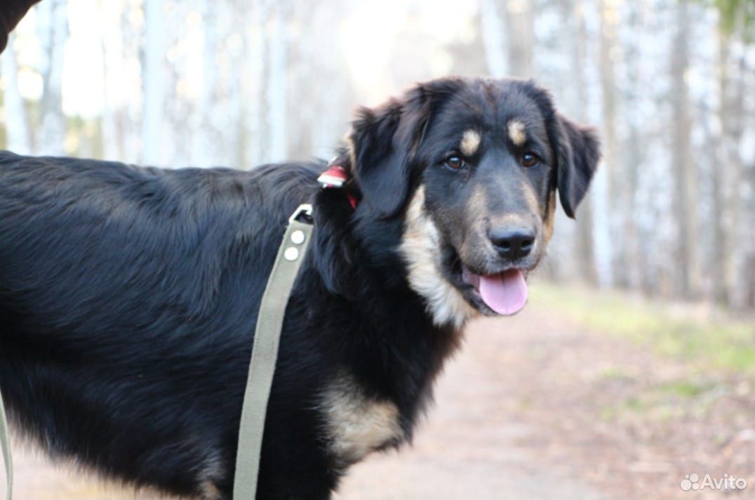 Сторожевая собака(волкодав Банхар) купить на Зозу.ру - фотография № 5