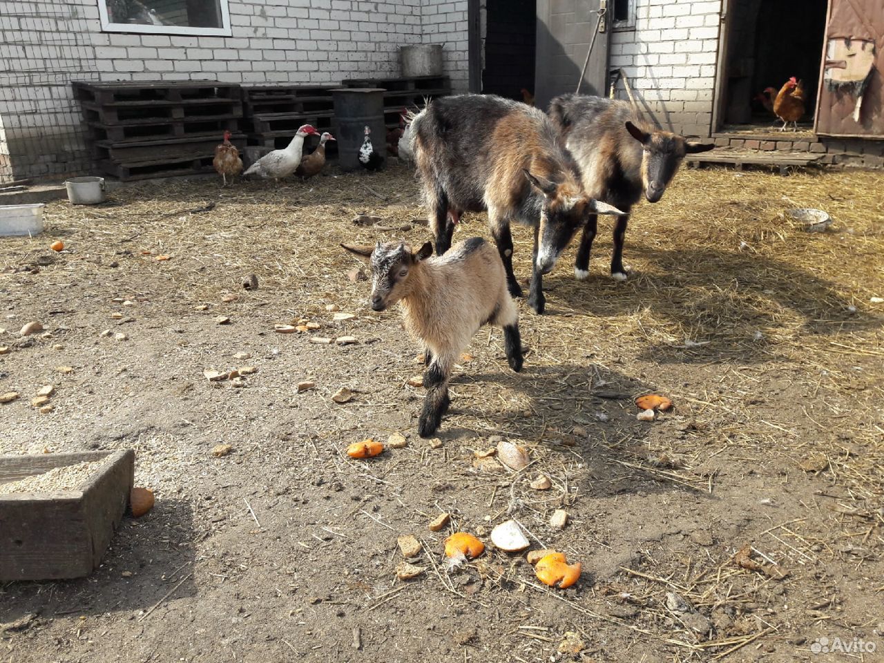 Породистые козлята купить на Зозу.ру - фотография № 3