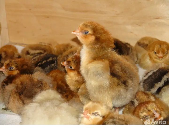 Яичные цыплята купить на Зозу.ру - фотография № 1