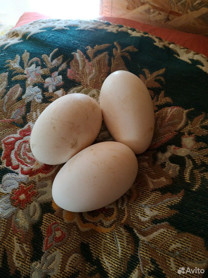 Гусиные Яйца купить на Зозу.ру - фотография № 1