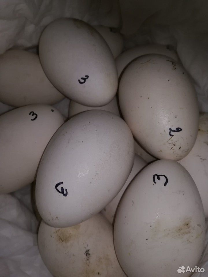 Инкубационное гусиное яйцо Линда купить на Зозу.ру - фотография № 1