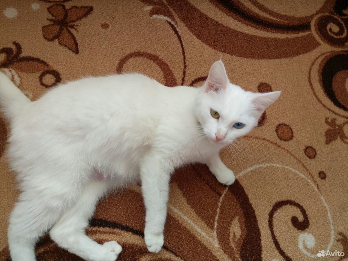 Отдам белую кошечку от кошки мышеловки купить на Зозу.ру - фотография № 2