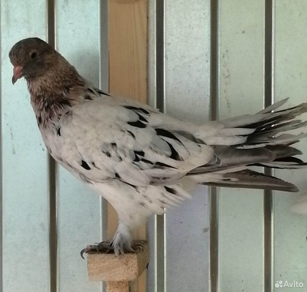 Широкохвостые голуби купить на Зозу.ру - фотография № 1
