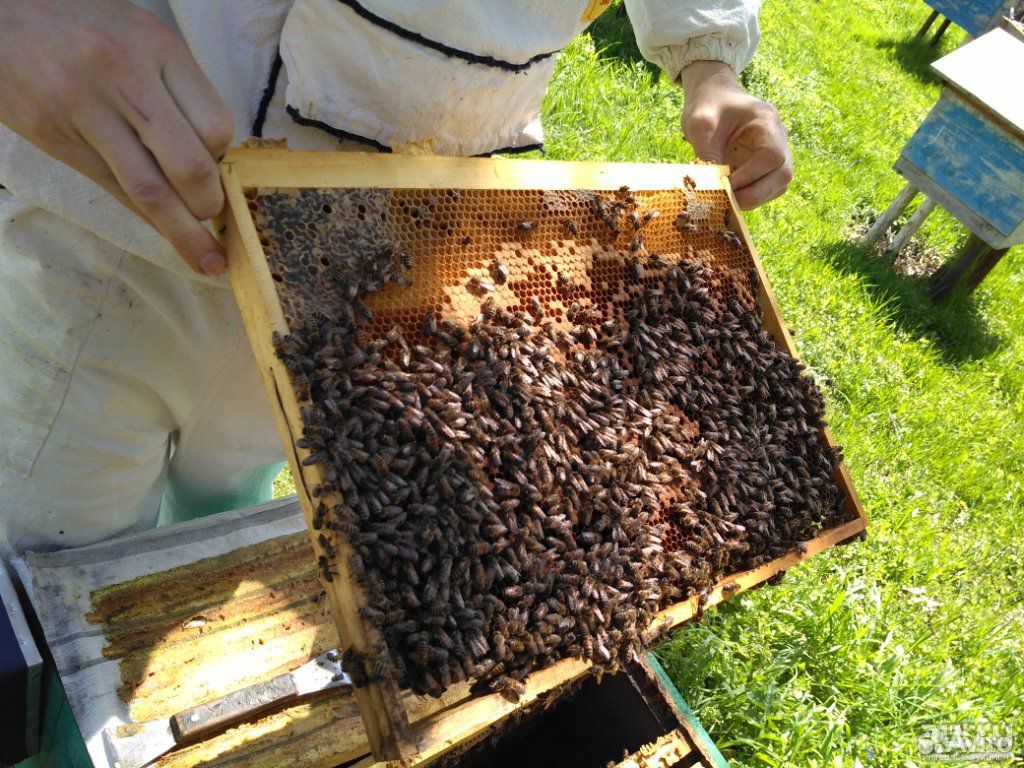Пчелосемьи купить тамбовской области. Пчелопакеты. Пчелопакеты пчелы. Продаются пчелосемьи. Рамка для среднерусской пчелы.