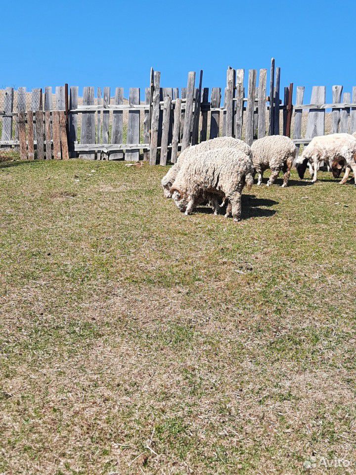 Овцы и Бараны купить на Зозу.ру - фотография № 5