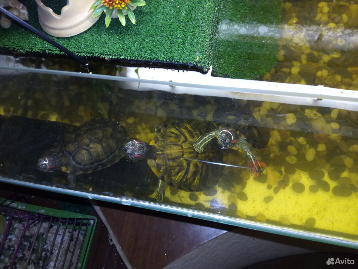 Продаётся большой аквариум с тремя черепашками купить на Зозу.ру - фотография № 4