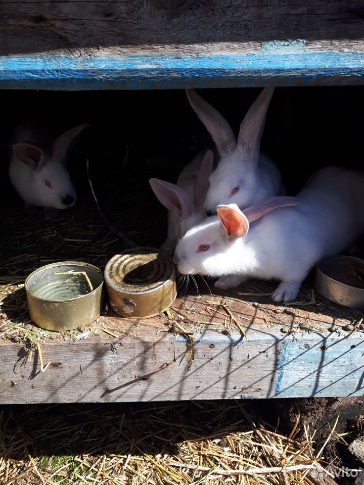Продам кроликов 2-3 месяца, есть по месяцу еще купить на Зозу.ру - фотография № 2
