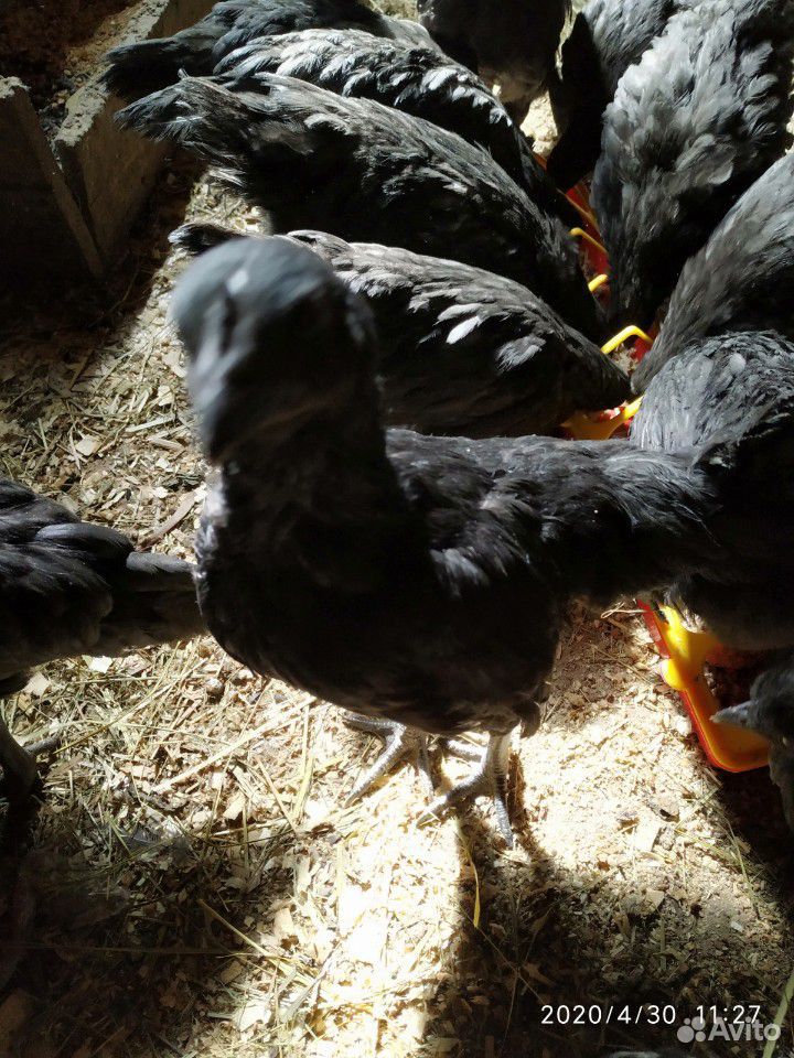 Цыплята, куры купить на Зозу.ру - фотография № 5