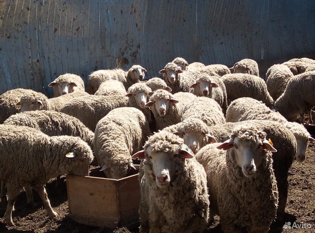 Отара овец купить на Зозу.ру - фотография № 3