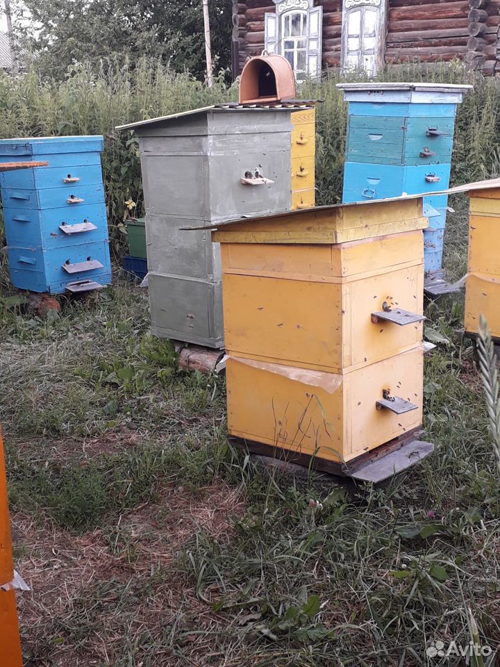 Продам пчелосемьи купить на Зозу.ру - фотография № 6