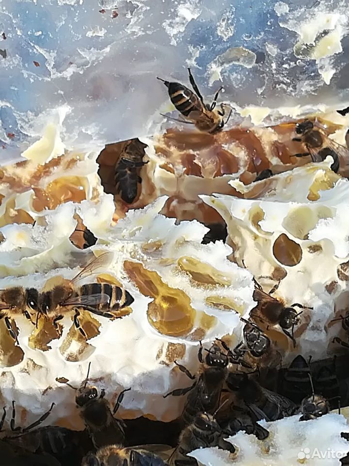 Продам пчелосемьи Карника купить на Зозу.ру - фотография № 1