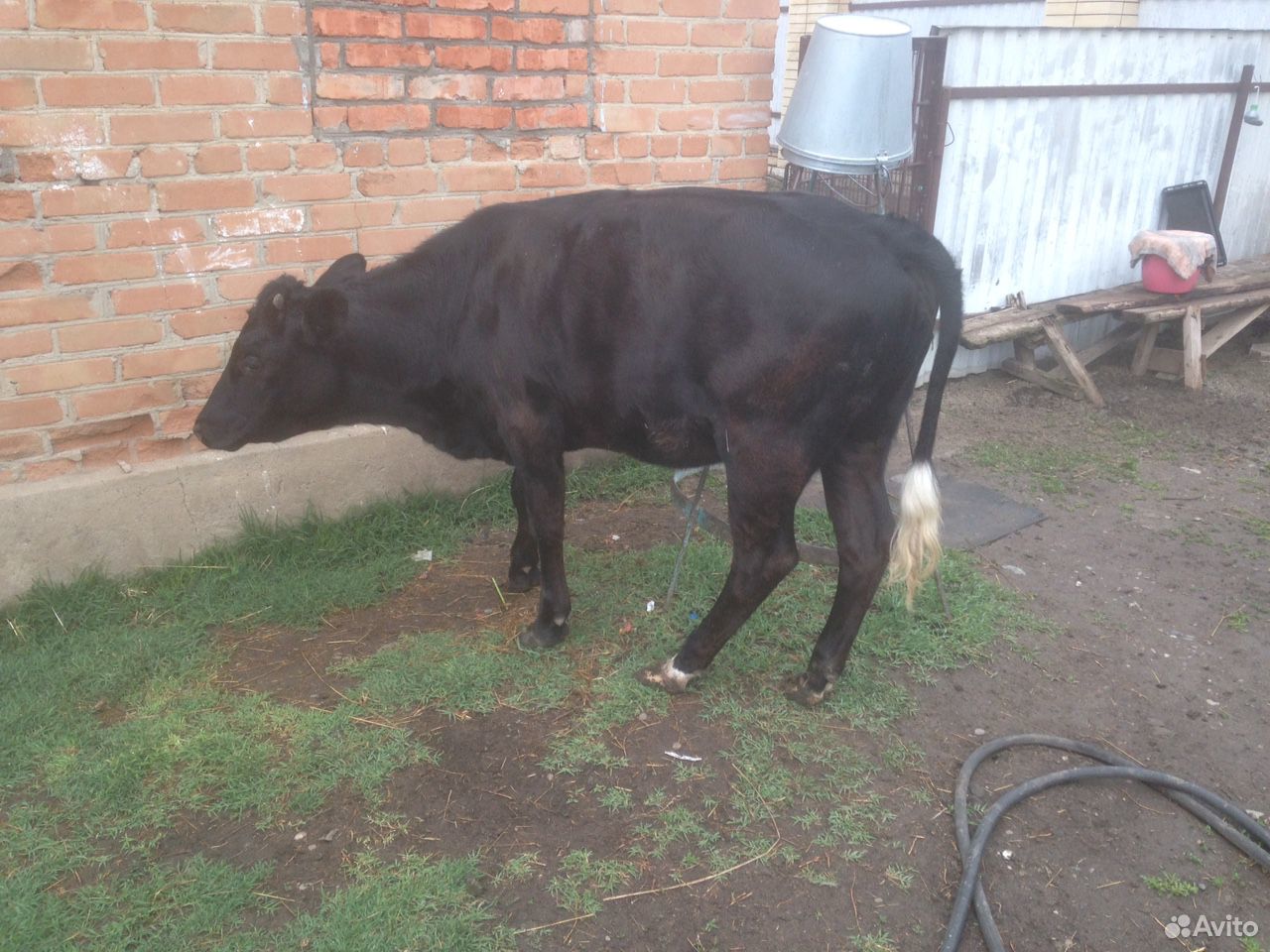 Корова, телка купить на Зозу.ру - фотография № 2