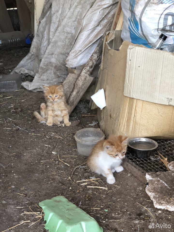 Рыжие котятки купить на Зозу.ру - фотография № 2