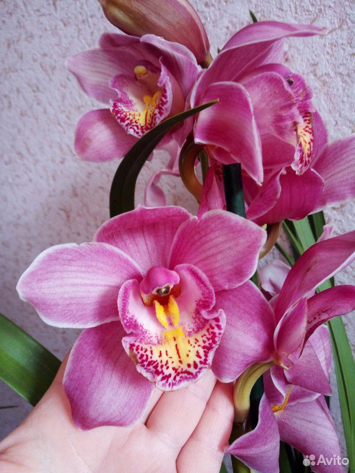 Орхидея Цимбидиум купить на Зозу.ру - фотография № 1