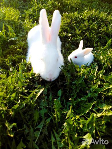 Кролики. Белый Панон купить на Зозу.ру - фотография № 5