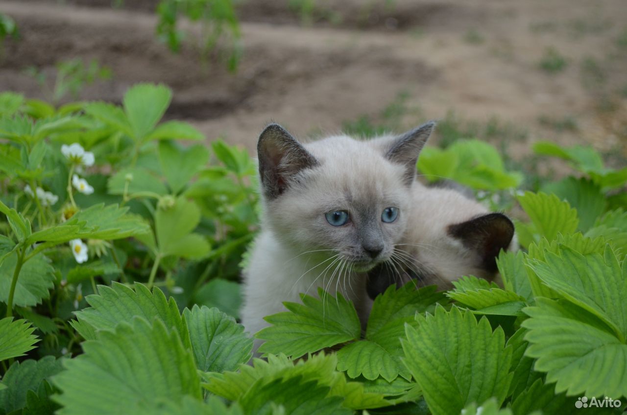 Котята в заботливые руки купить на Зозу.ру - фотография № 1