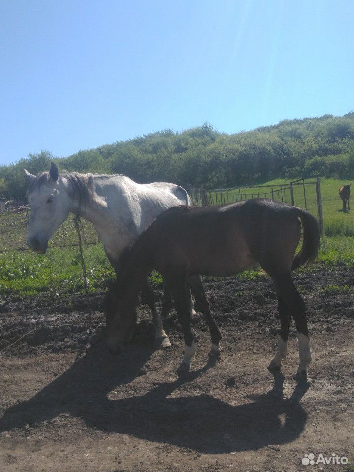 Лошадь с кобылой купить на Зозу.ру - фотография № 1