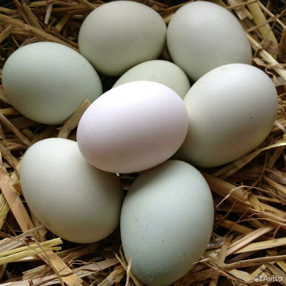 Продам инкубационные яйца купить на Зозу.ру - фотография № 1