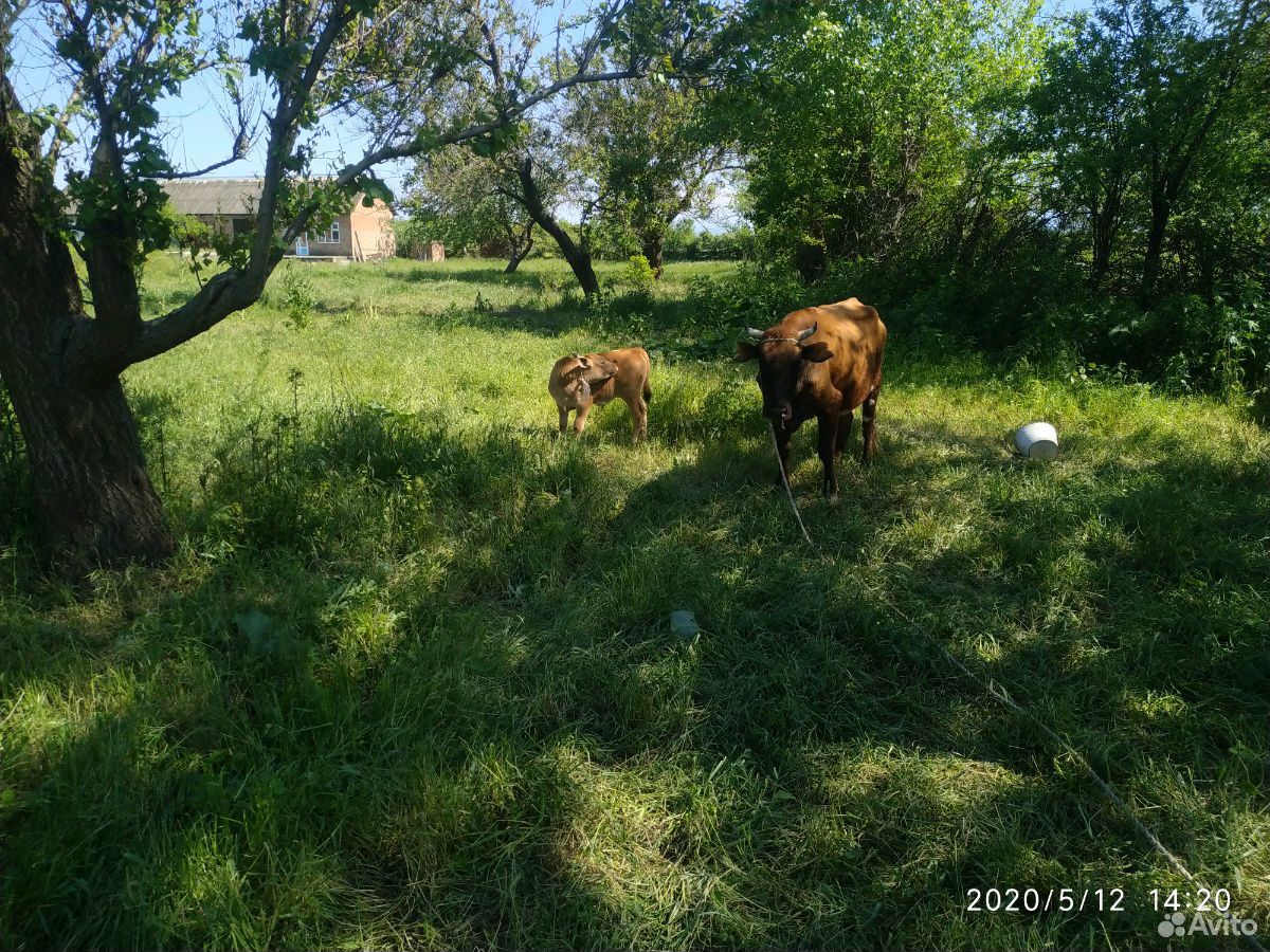 Корова и бичок купить на Зозу.ру - фотография № 1
