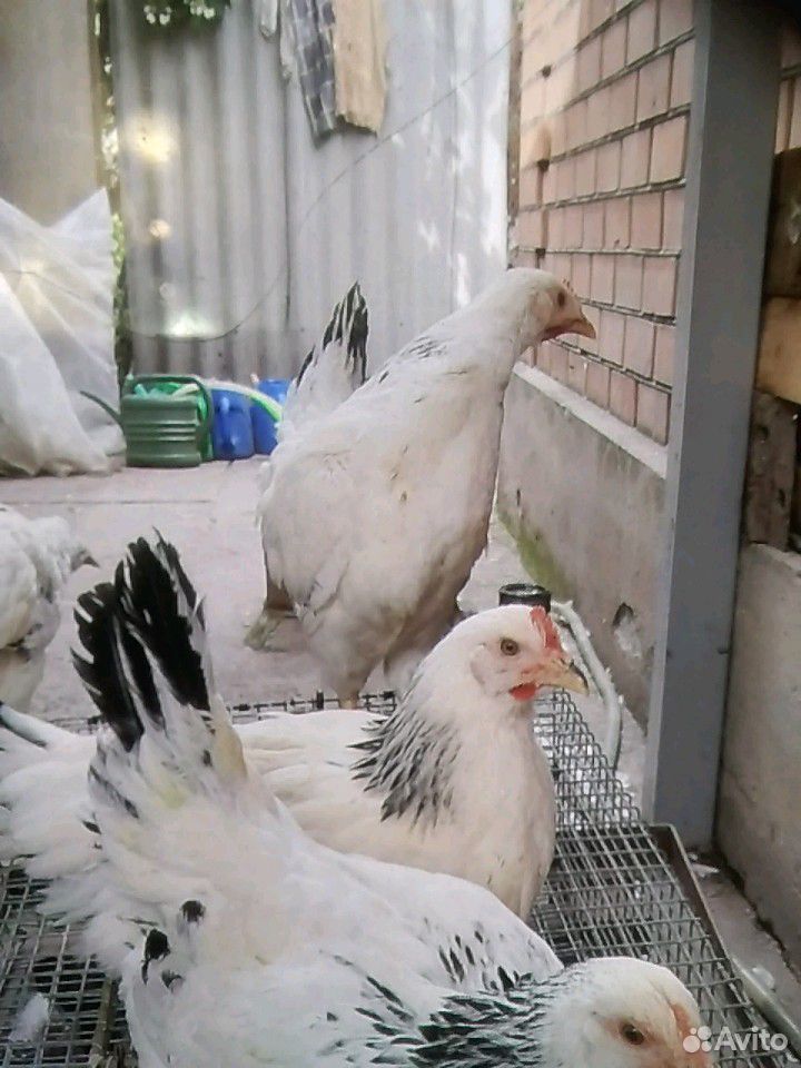 Цыпленок купить на Зозу.ру - фотография № 2