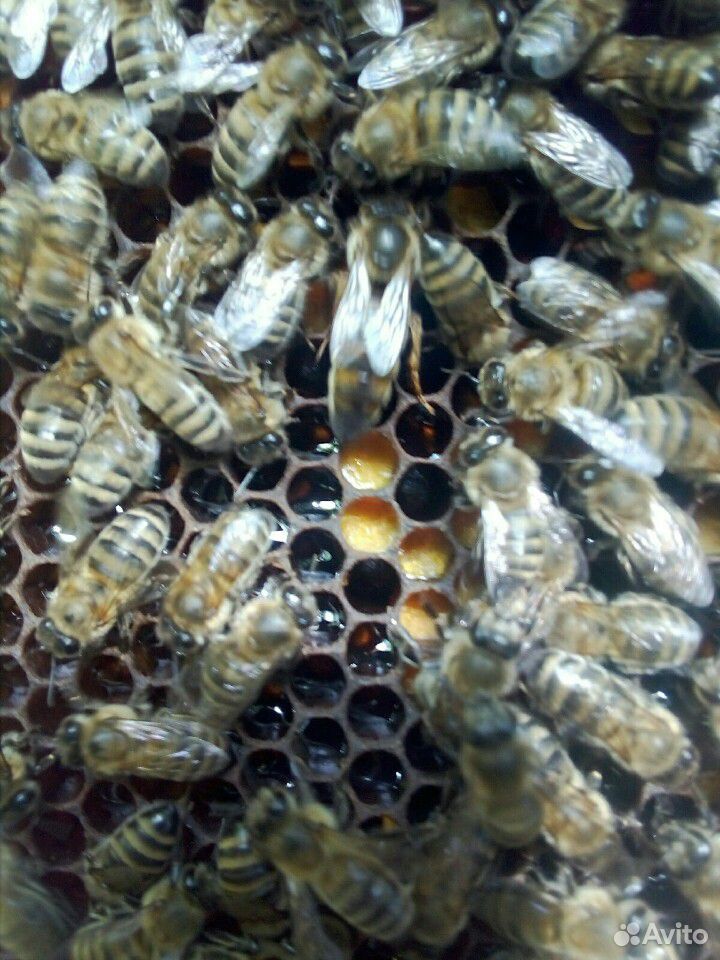 Плодные пчеломатки 2020. Кавказянка купить на Зозу.ру - фотография № 3