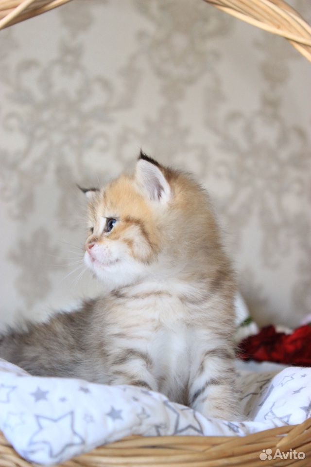 Кот золотая шиншилла купить на Зозу.ру - фотография № 8