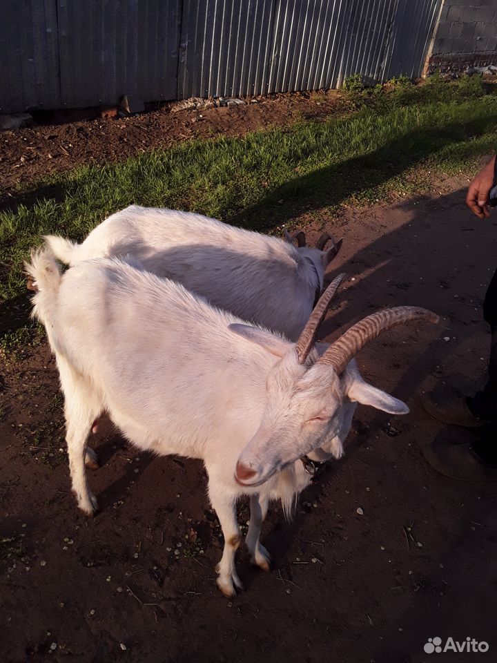 Заанские козы купить на Зозу.ру - фотография № 1