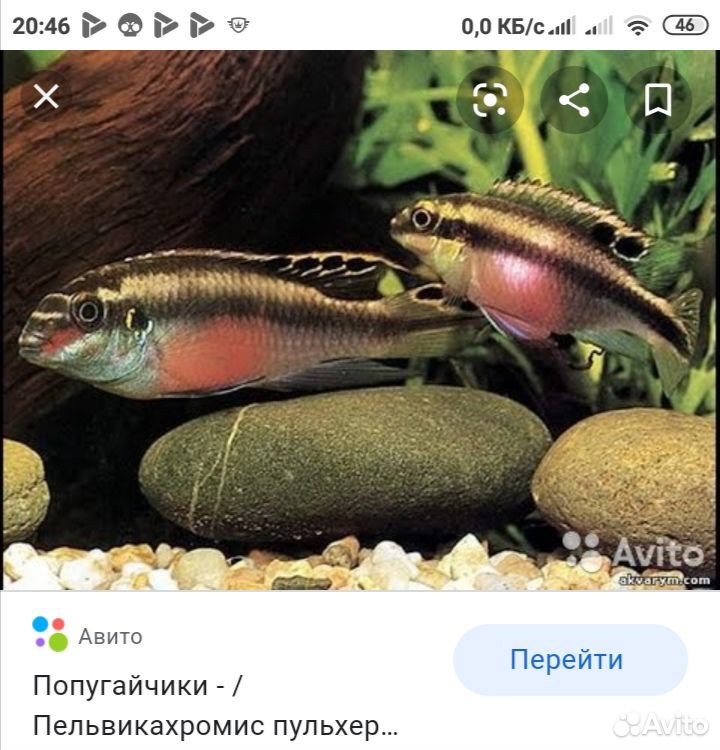 Рыбки ирастения купить на Зозу.ру - фотография № 1