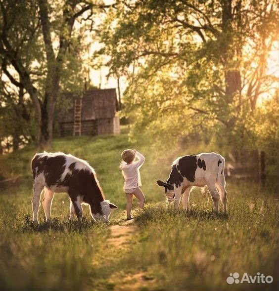 Продаю корову купить на Зозу.ру - фотография № 2