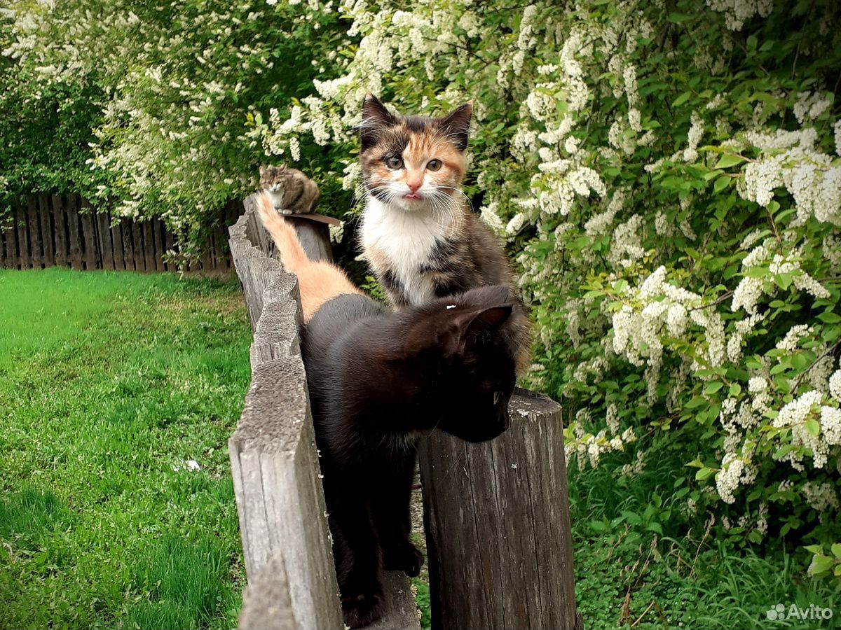 Волшебные котята. Два котика и кошечка ищут тебя купить на Зозу.ру - фотография № 6