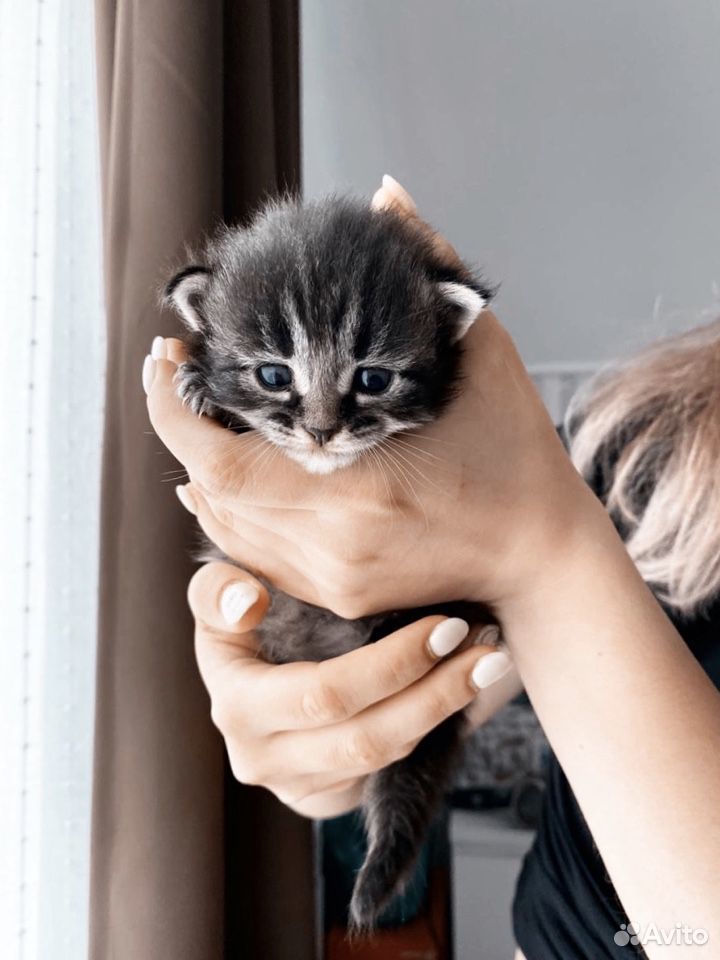 Котёнок (мальчик) купить на Зозу.ру - фотография № 1