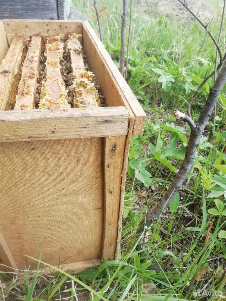 Продаётся местные пчелопакеты здоровые,сильные купить на Зозу.ру - фотография № 1