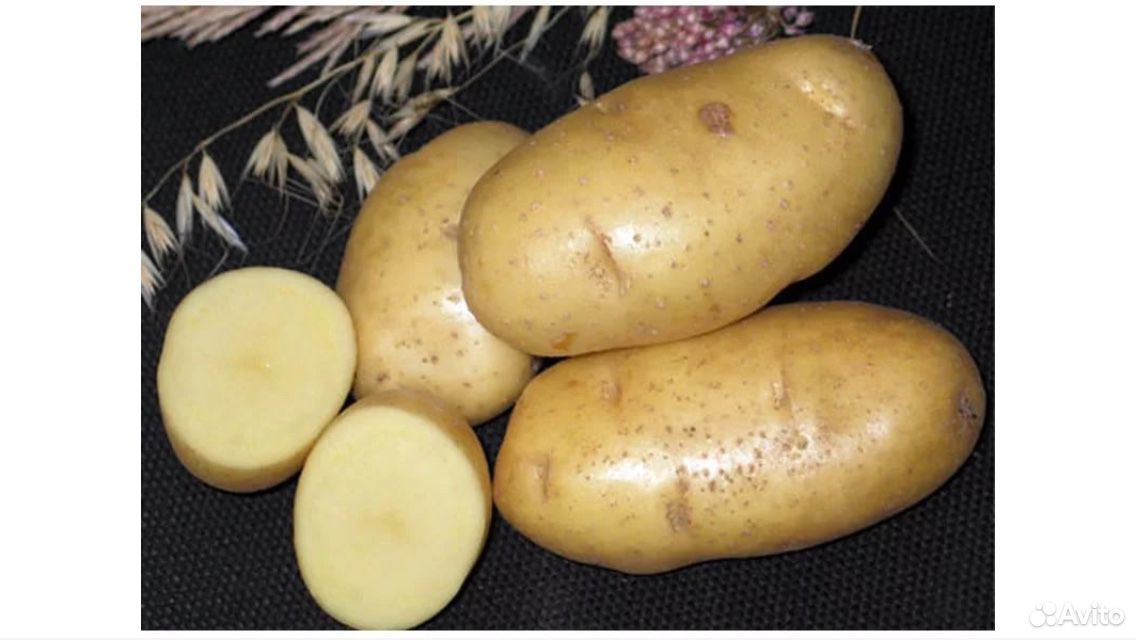 Скороспелый посадочный картофель импала, розара купить на Зозу.ру - фотография № 4