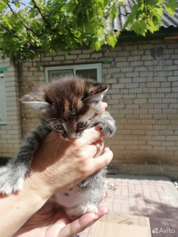 Котята от кошки-крысоловки купить на Зозу.ру - фотография № 4
