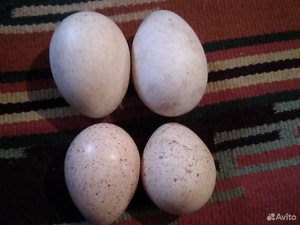 Яйцо гусиное, индюшиное и гусята купить на Зозу.ру - фотография № 2