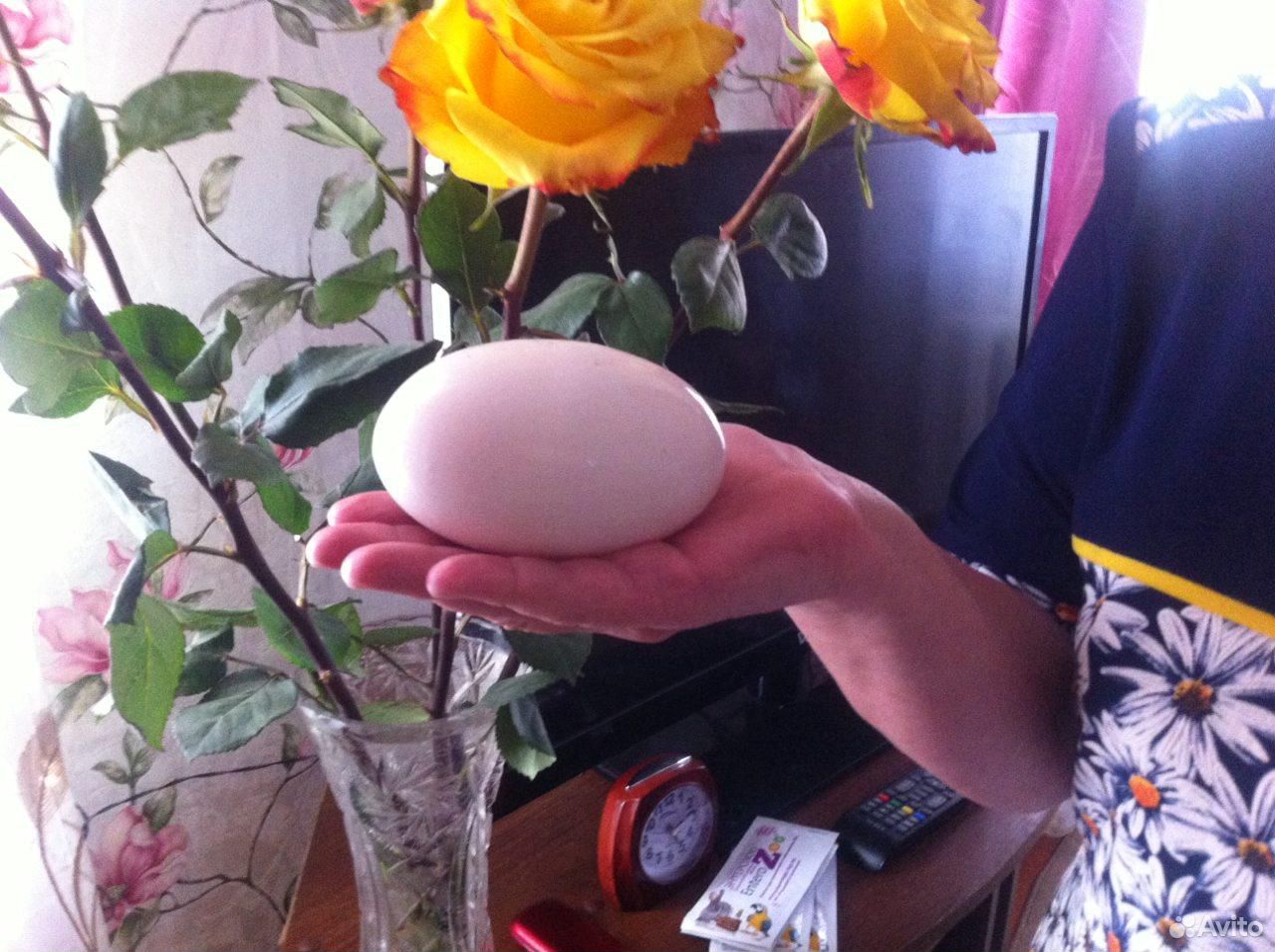 Продам гусиные яйца купить на Зозу.ру - фотография № 2