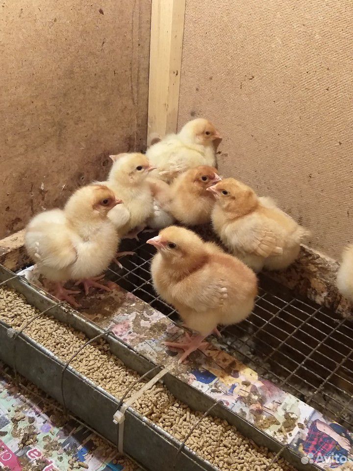 Недельные цыплята ред бро купить на Зозу.ру - фотография № 2